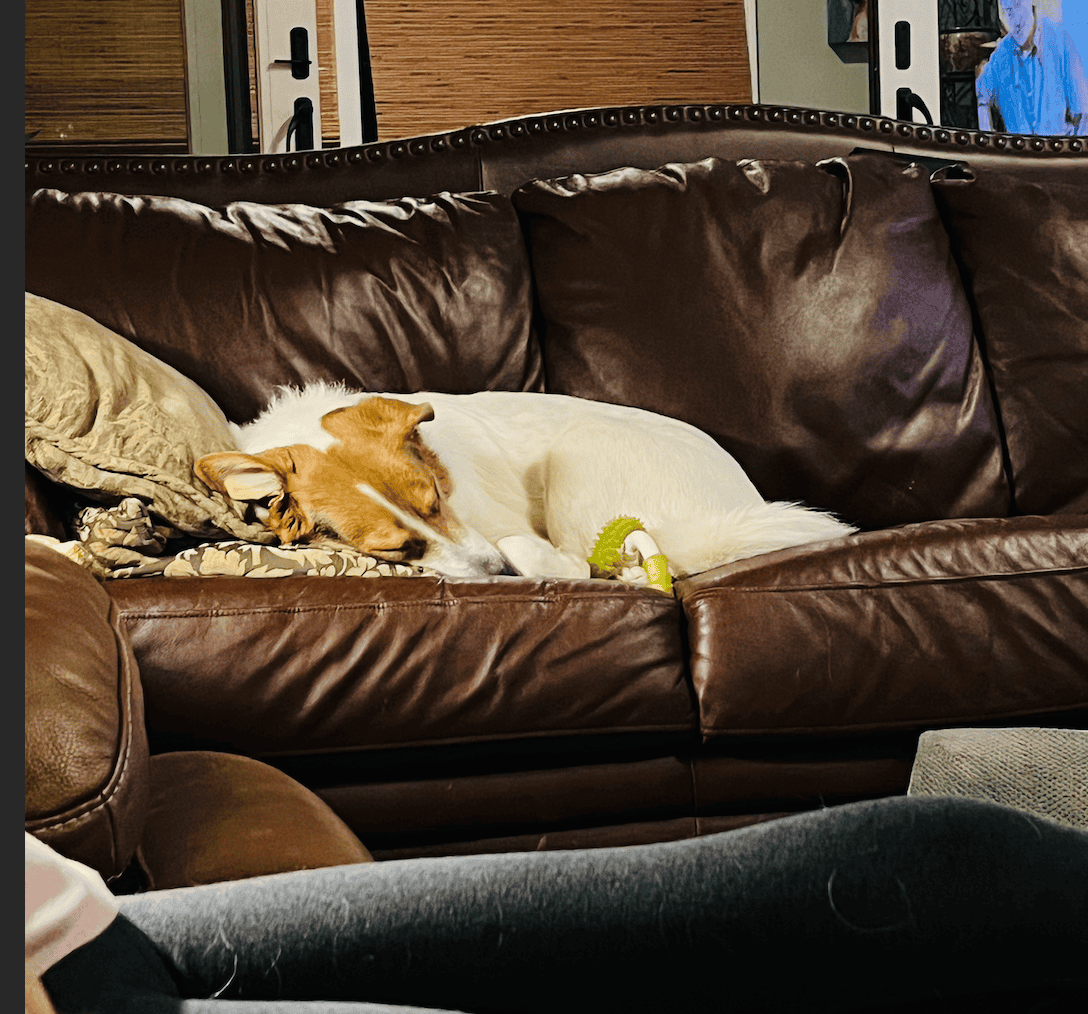 Dennis the Menace: Puppy Seeking Home image 1