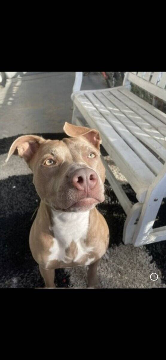 Re-homing American Pitbull Terrier image 3