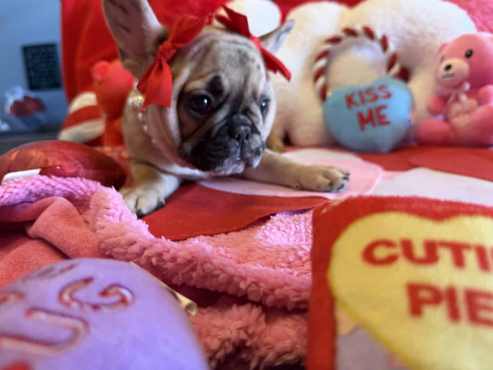 AKC registered French Bulldog puppies image 4