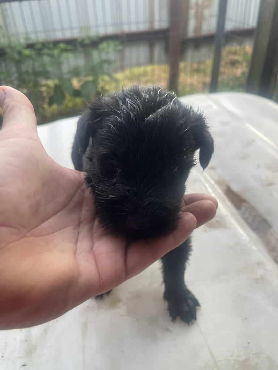 Giant Schnauzer image 1