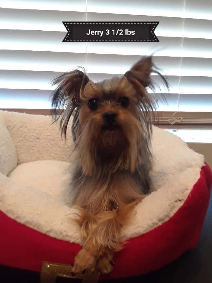 Male yorkie in need of new home image 5