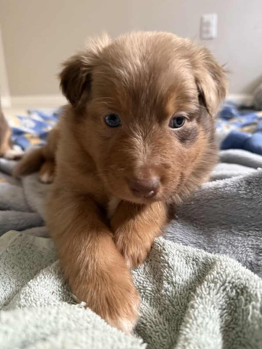 Australian Shepherd Red Merle Male Puppy image 5