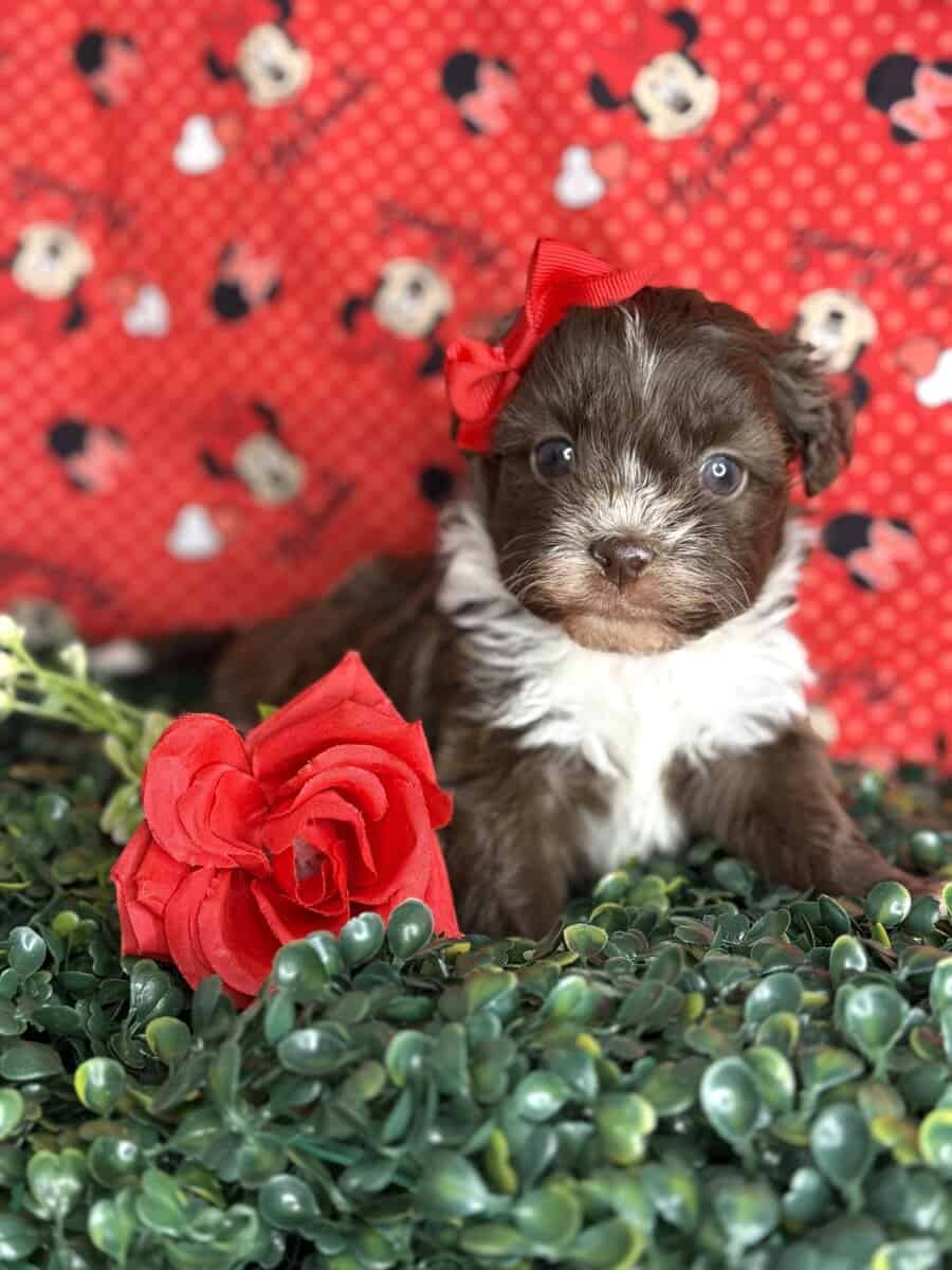 Chocolate maltipoo image 2