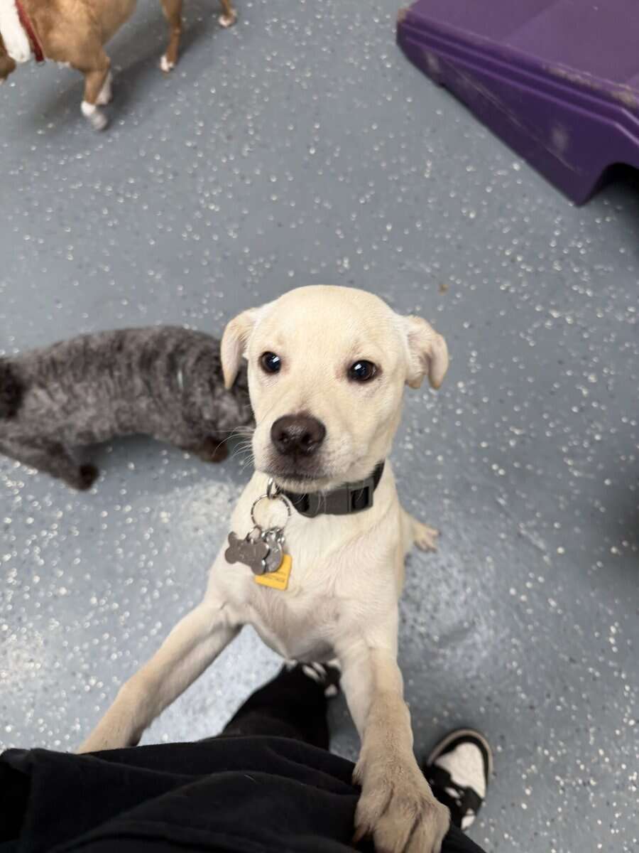 DOG REHOMING image 2