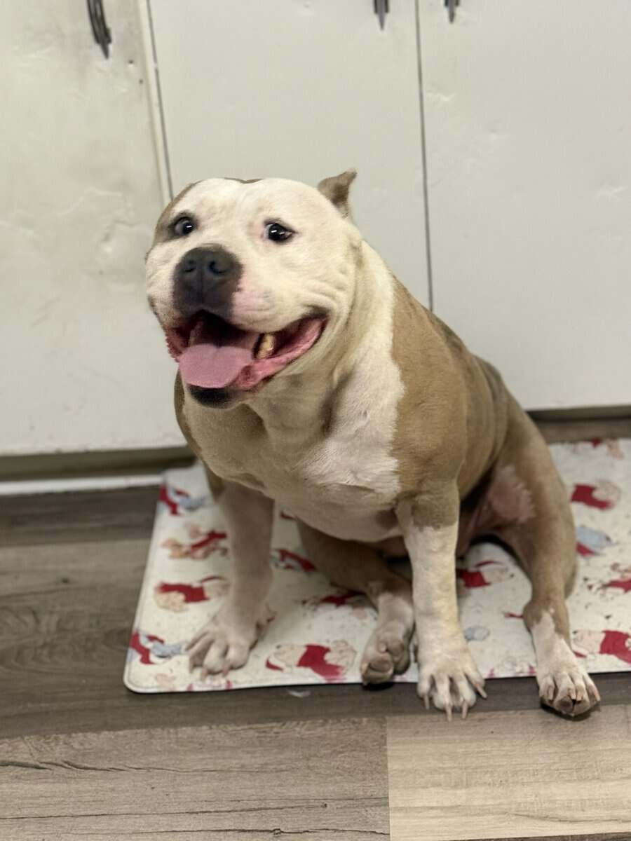 Xl bully female image 1