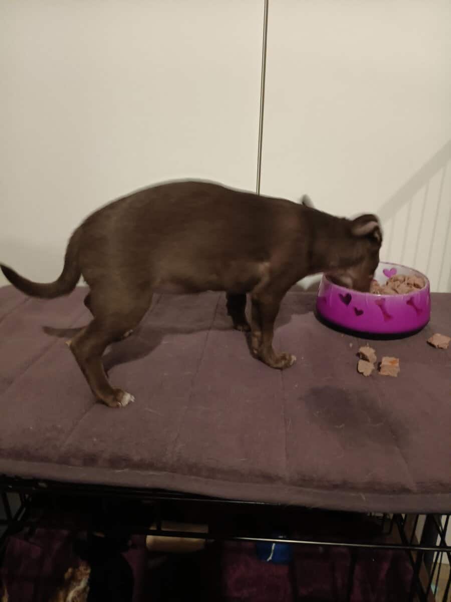 Chiweenie puppy 2/6 Precious female image 6