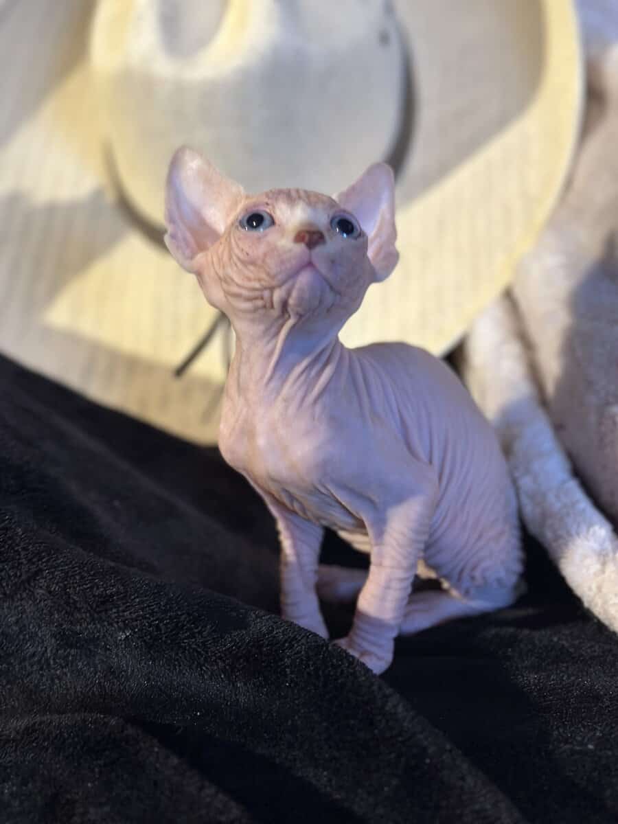 Sphynx babies image 8