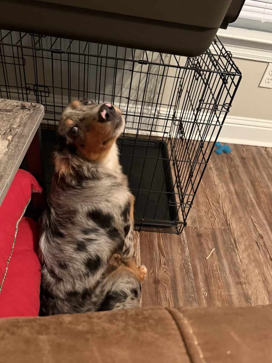 Australian Shepherd image 3