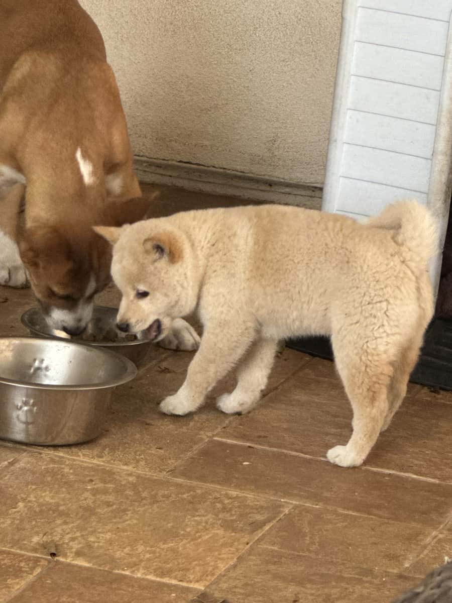 Shiba Inu image 5