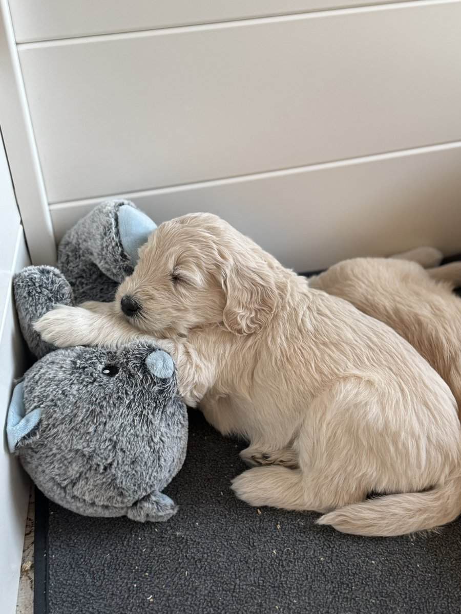 Gentle Giants Goldendoodles, Ready Valentine's Day image 10