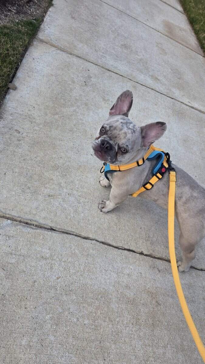 Male Pup French Bulldog image 2
