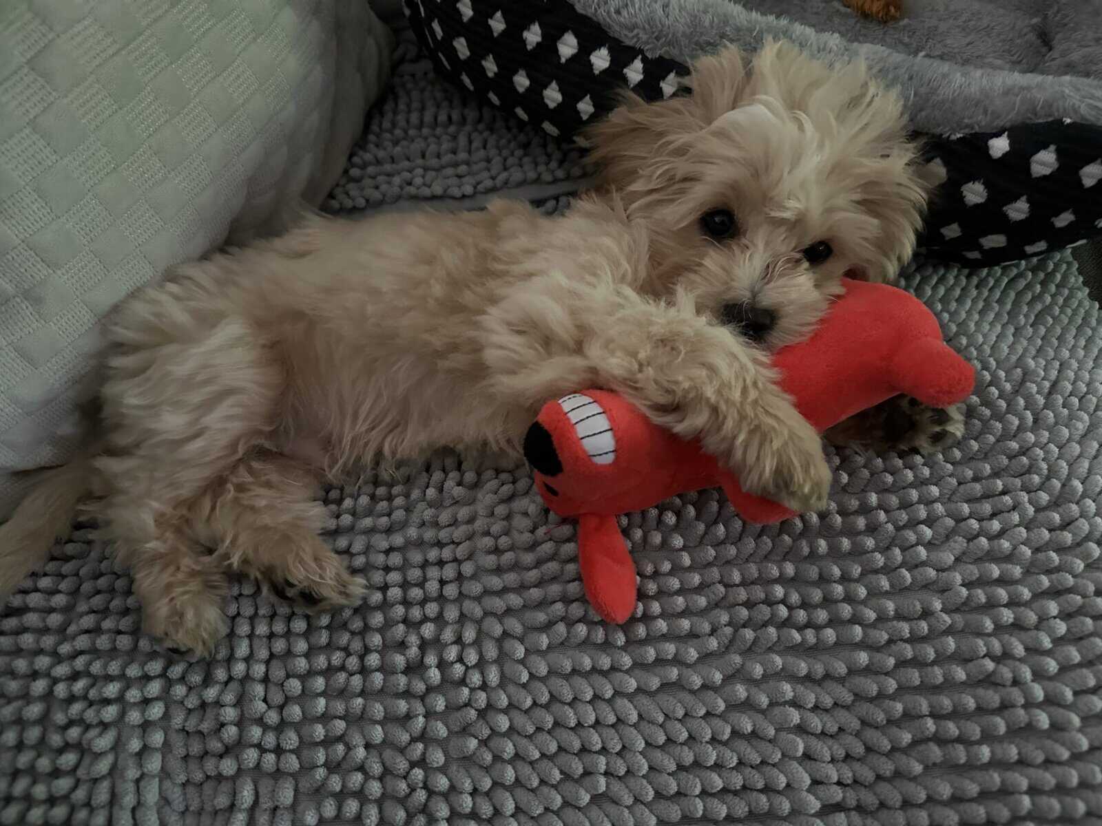 Maltipoo image 3