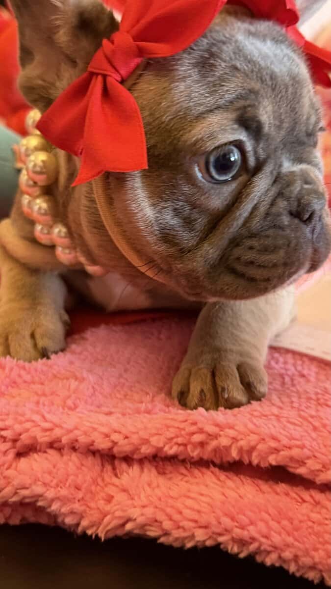 AKC registered French Bulldog puppies image 2