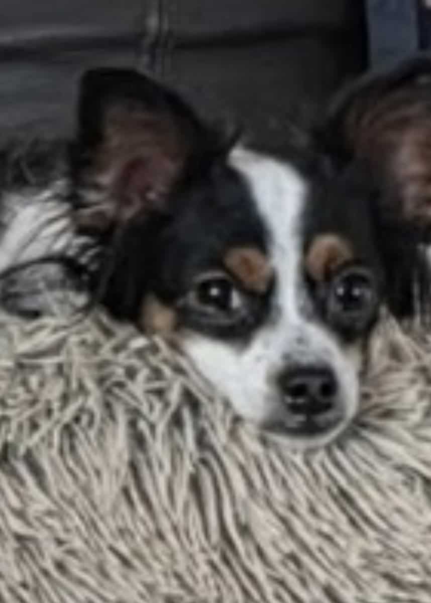 Looking to Rehome my dog image 1