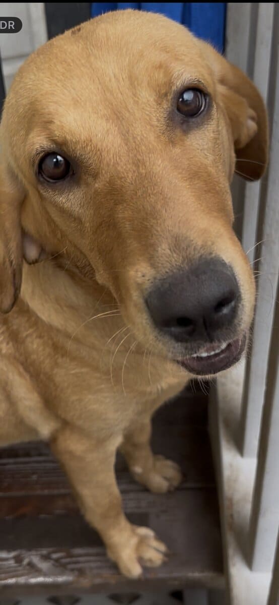 9 month old Golden Labrador Female image 1