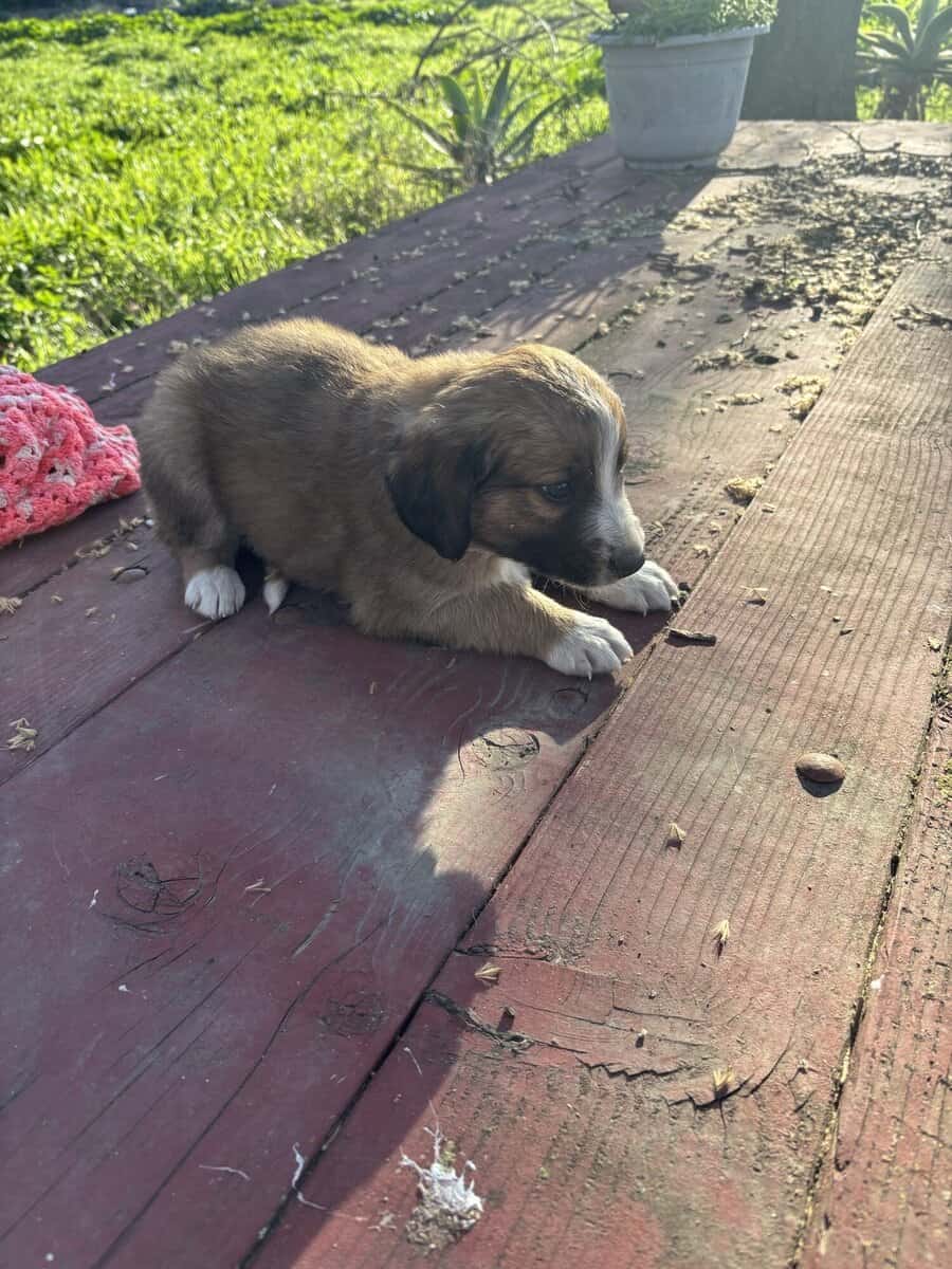 Australian Shepard/Border Collie puppies available image 5