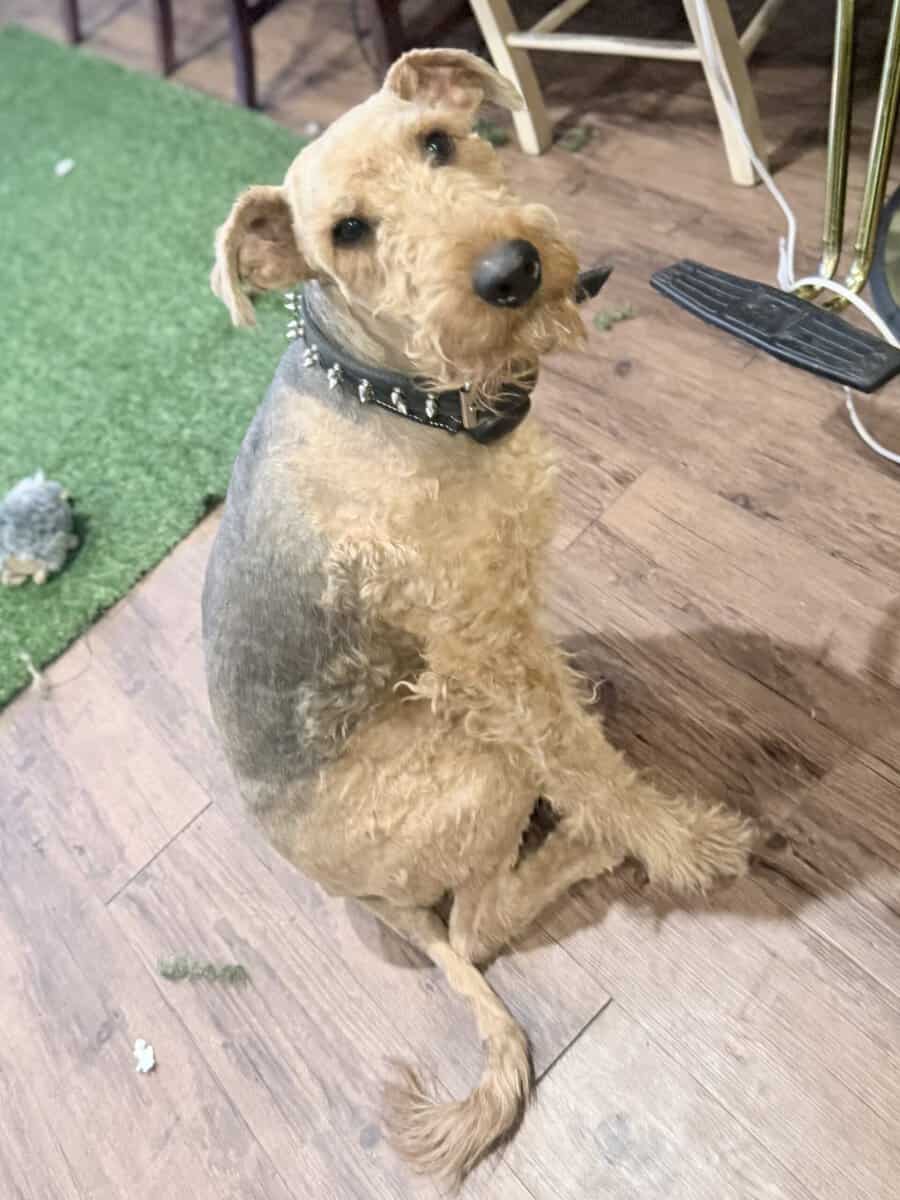 Airedale terrier image 2