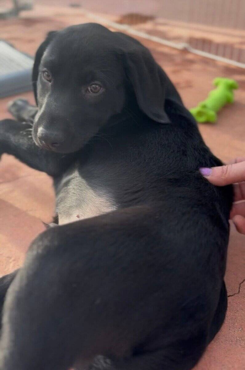 Black Labrador puppy AKC image 2