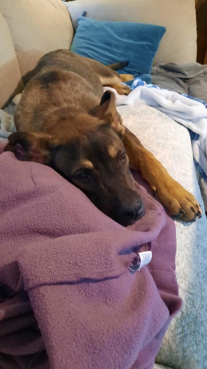 German Sheperd Mix image 4