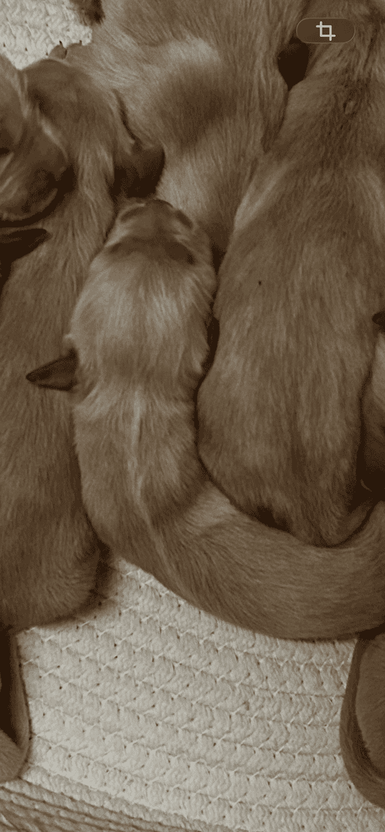 Golden Retrievers image 5