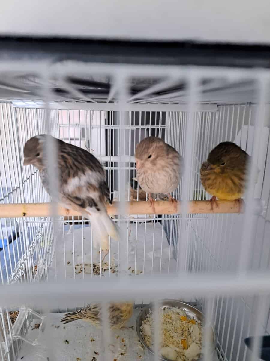 Canary birds for sale ,Columbus ohio image 4