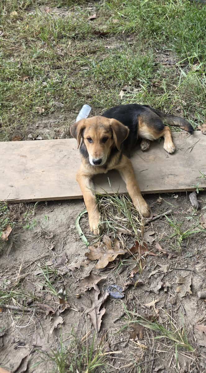 LabHounds image 3