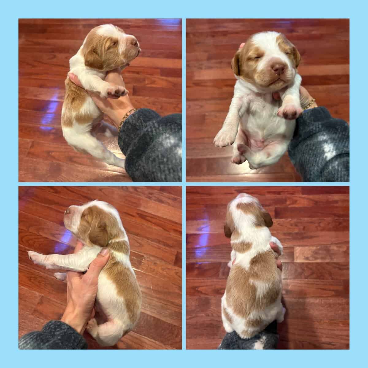 Brittany Pups image 1