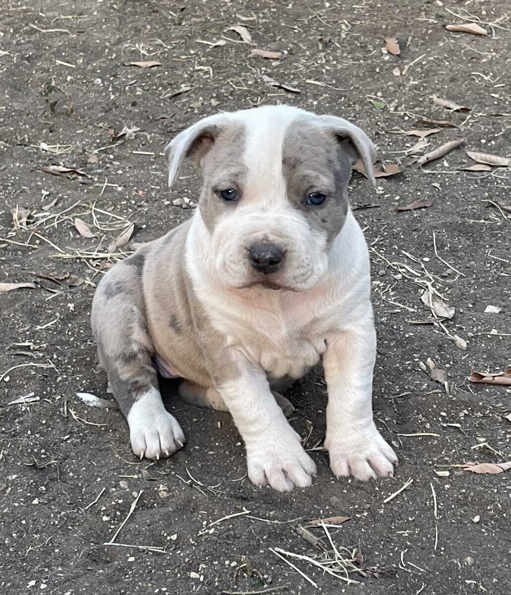 Bully pups image 4