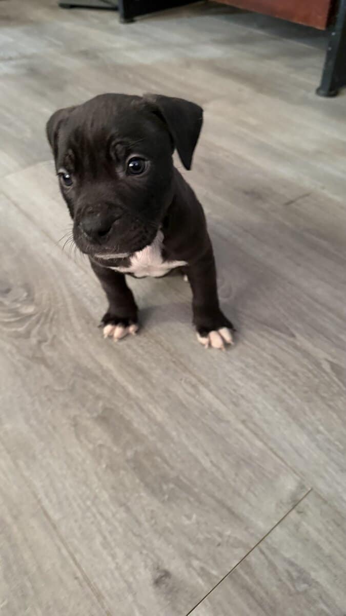 Pit bull puppies for sale!!! image 9