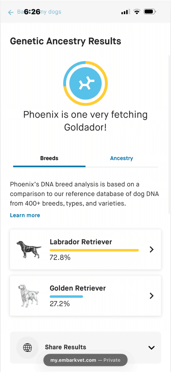9 month old Golden Labrador Female image 3