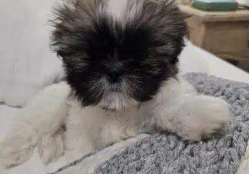 Shi-Zhu puppies/ Born 11/22/2025
