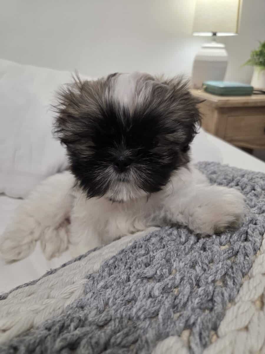 Shi-Zhu puppies/ Born 11/22/2025 image 1
