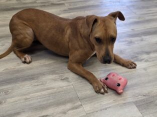 Buttercup ( 9 Months) female