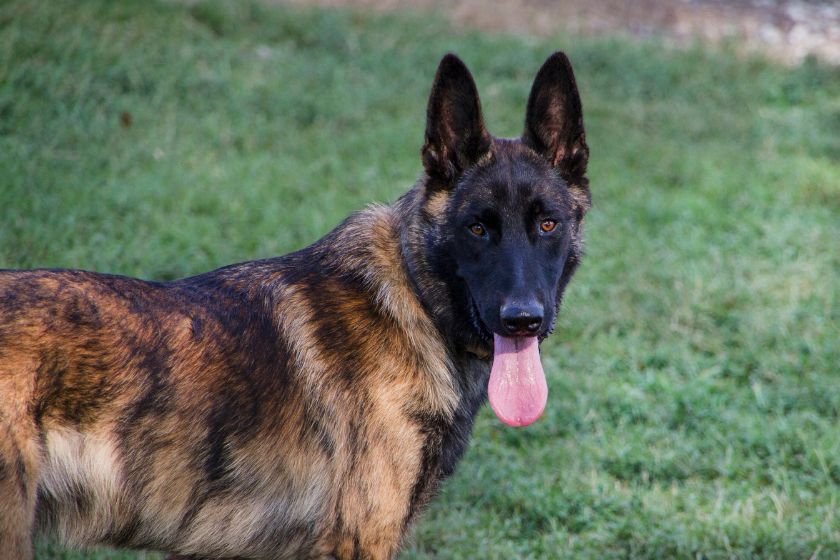 3yr old, female, veteran trained, Belgian Malinios image 1