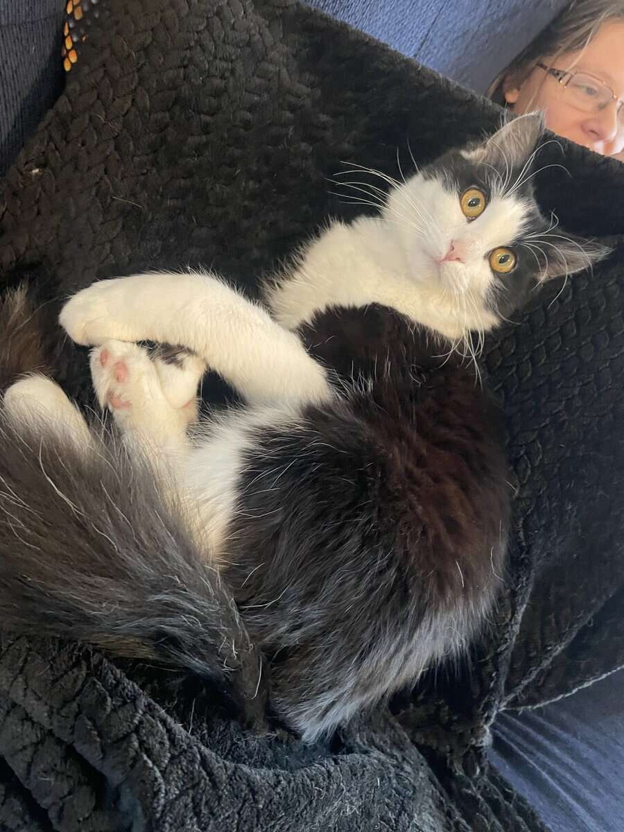 Code The Tuxedo Fluffy Domestic Kitten image 2