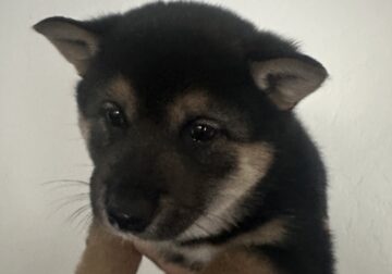 Black and Tan Male, Shiba Inu Puppy For Sale
