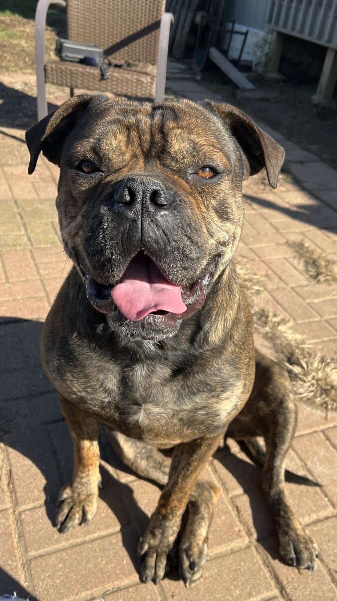 Loving Home Needed for Bruno - 6-Year-Old Cane Cor image 2