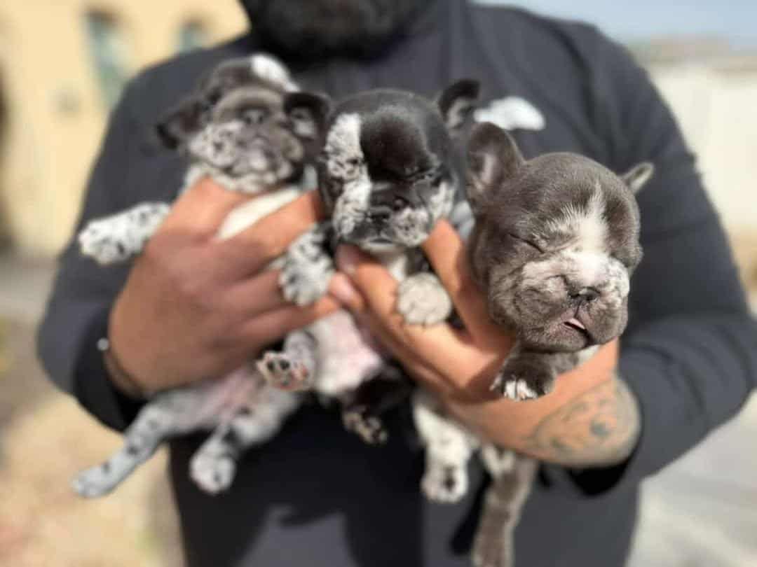 Bigrope fluffy french bulldog image 3