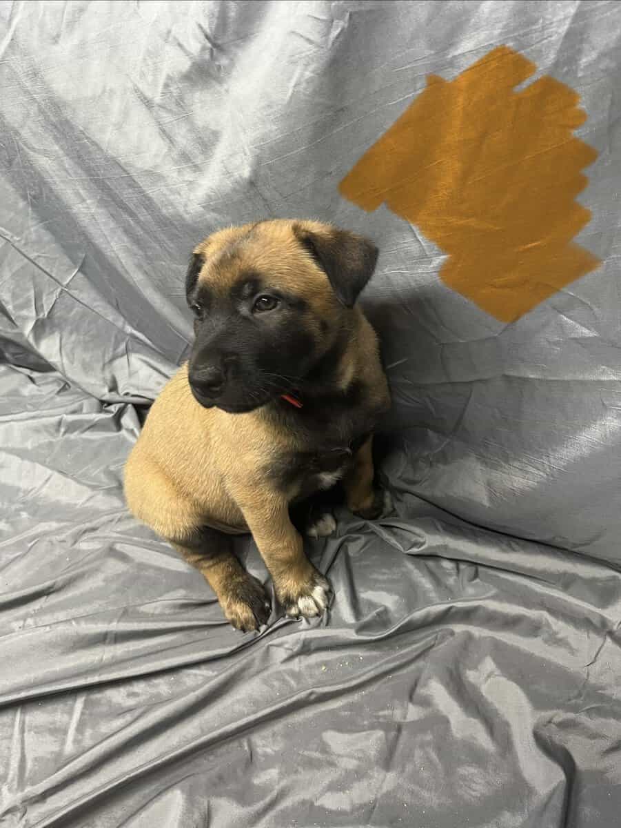 Orange collar image 4