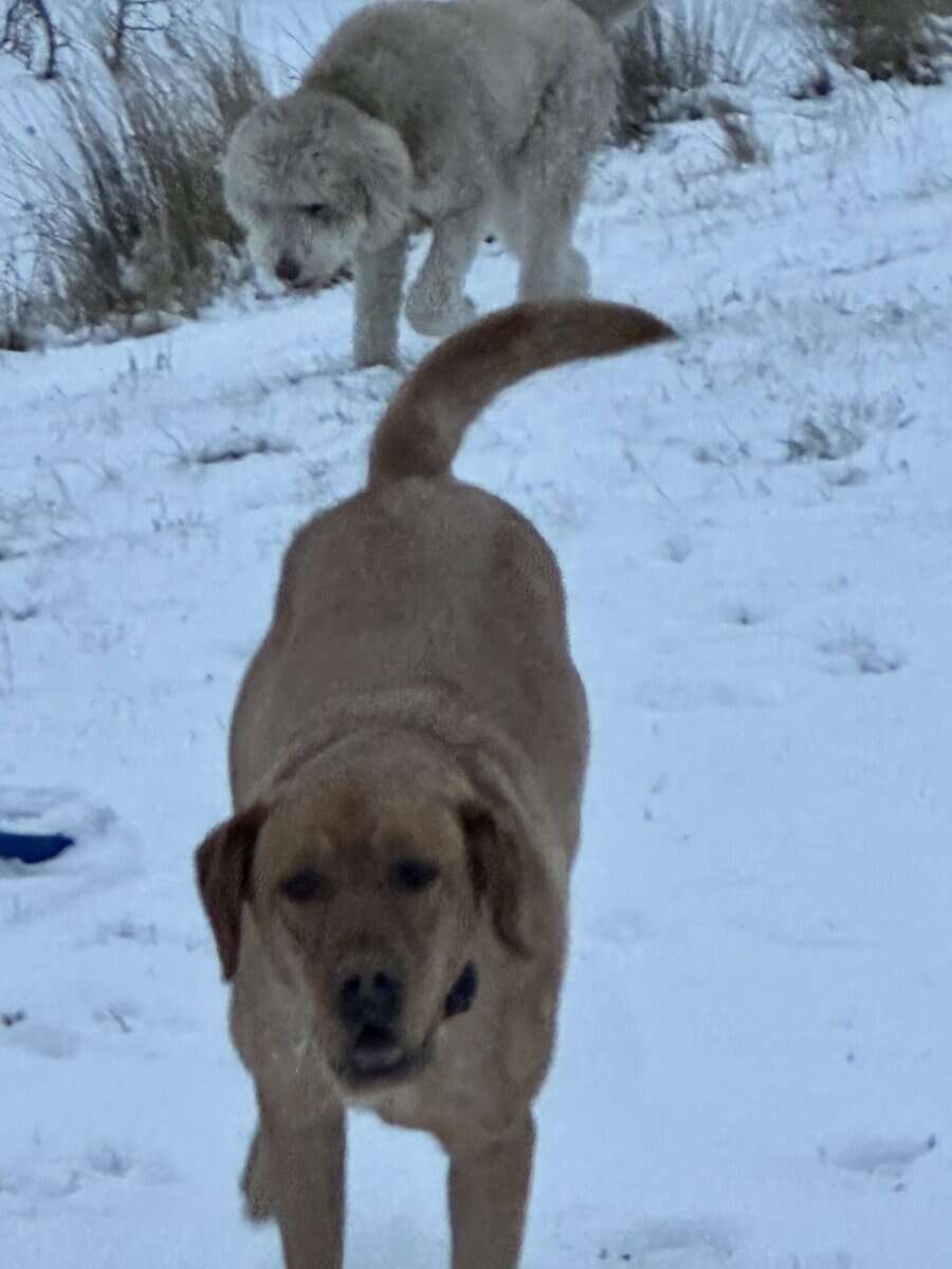 Adult Female (under 2yrs) Red Labrador image 5