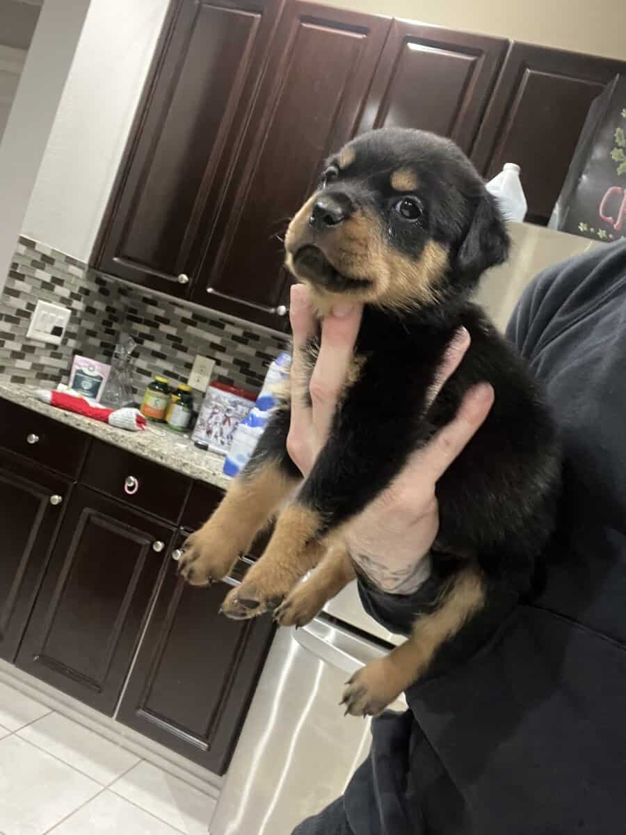 Dark Green Male Rottweiler image 1