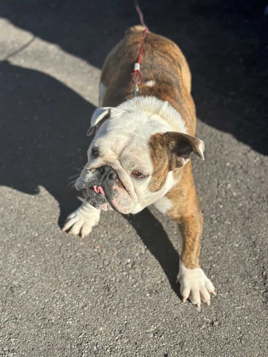 Frenchie and English bulldog mini image 3