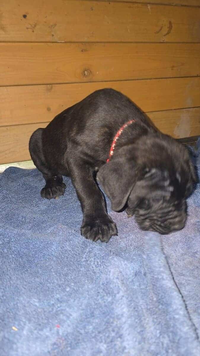 Red collar image 5