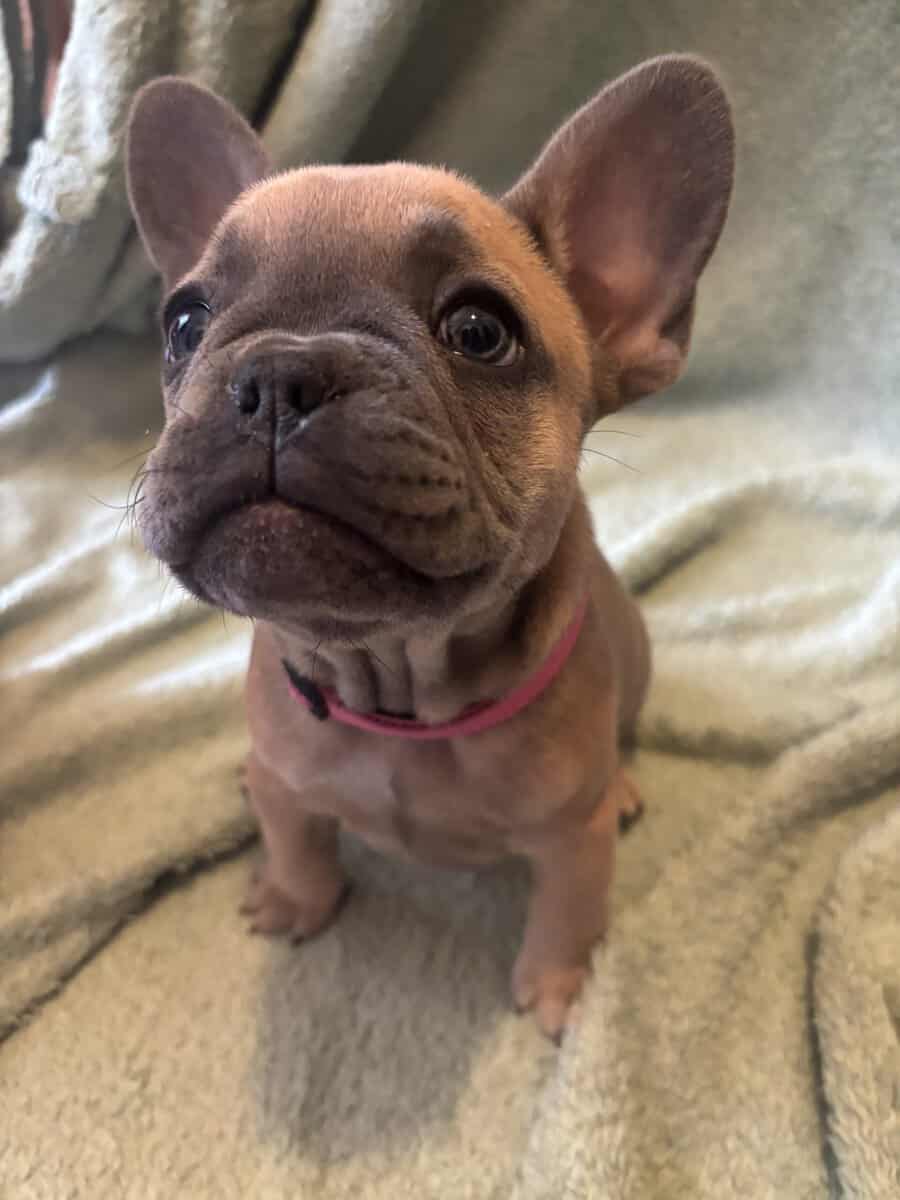 French Bulldog puppies image 2
