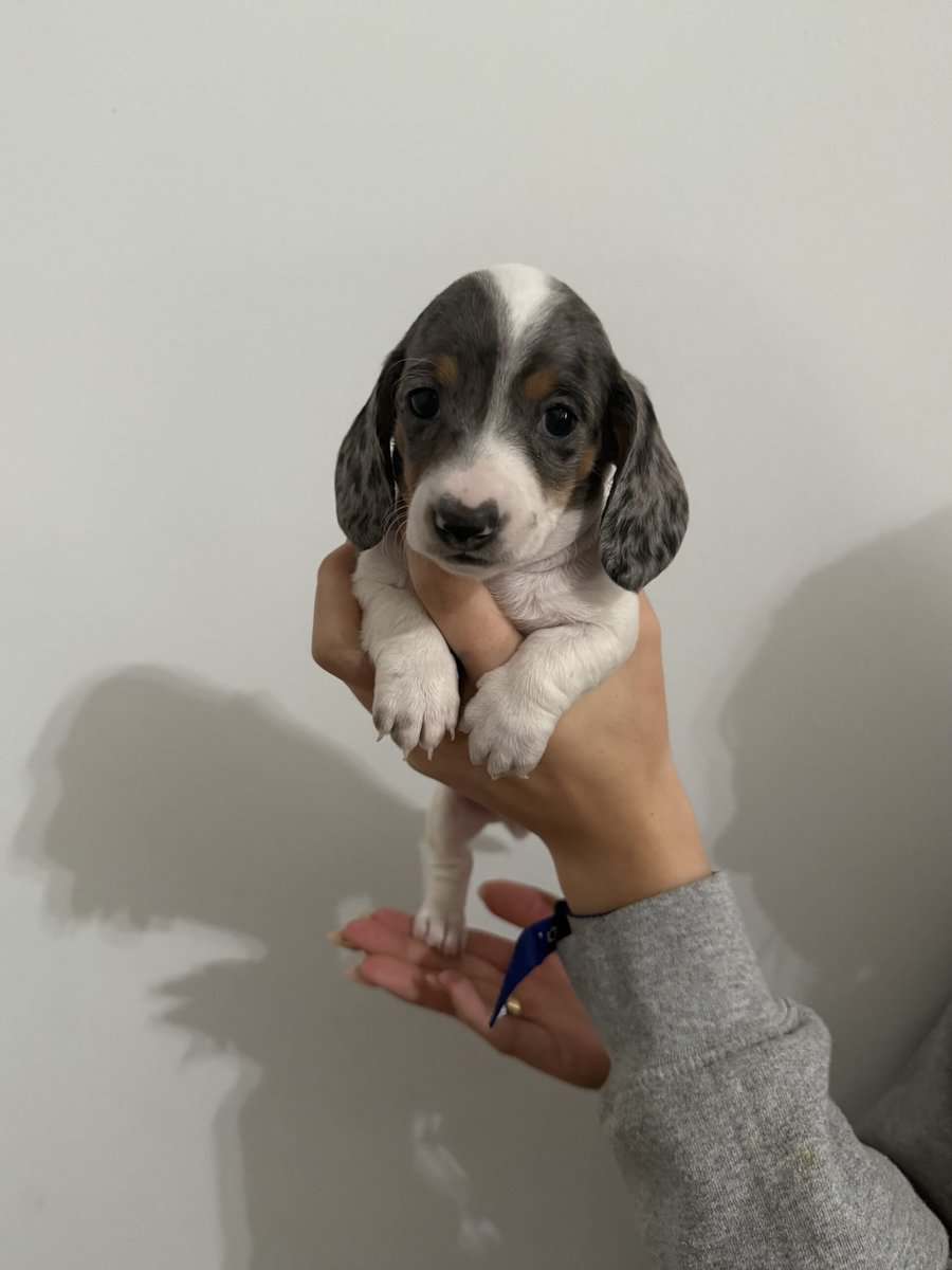 Miniature Dachshund for sale image 1