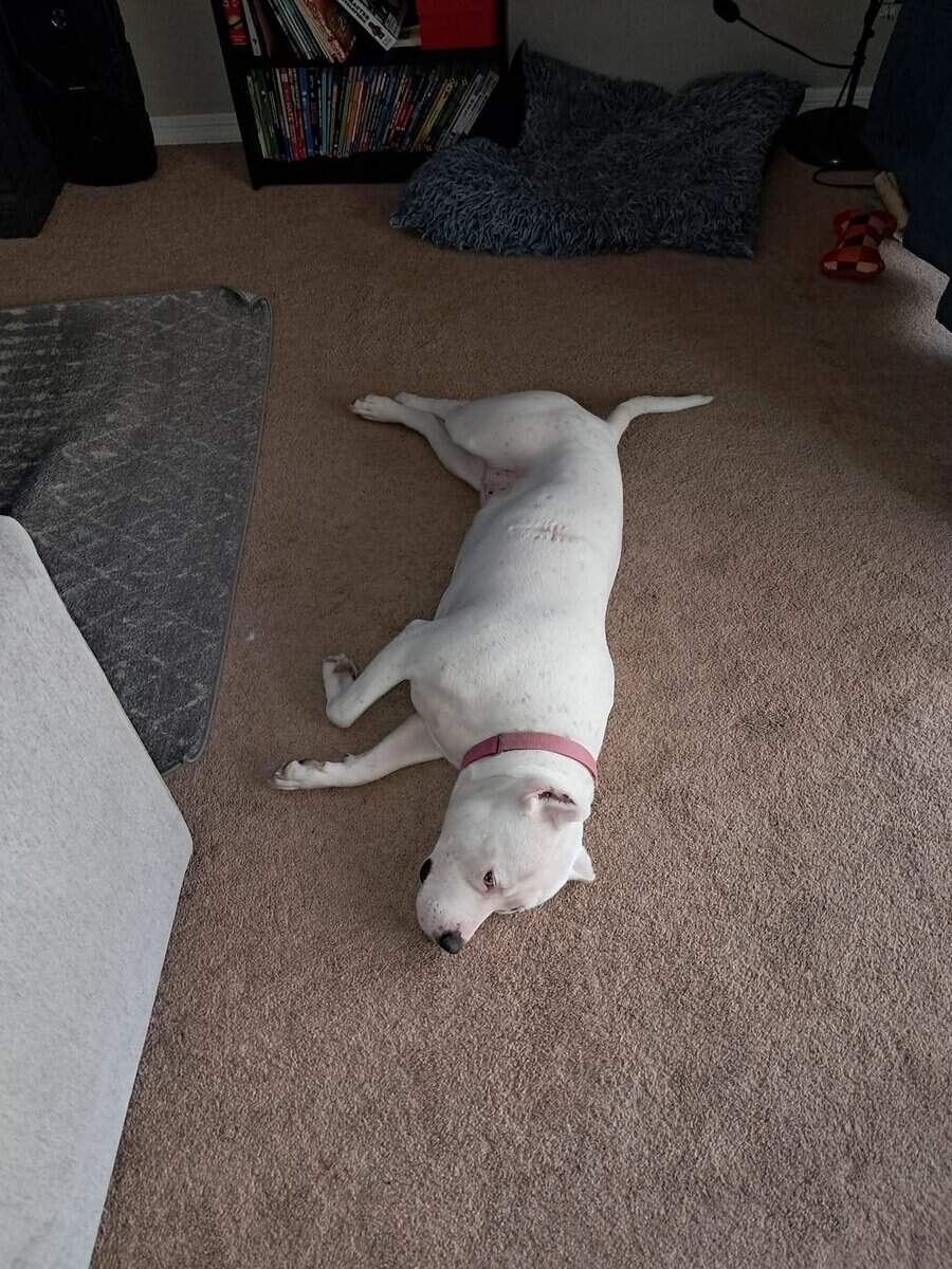 Meet Chevy, A Loving Dogo Argentino image 4