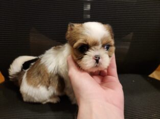 Shih-Tzu Puppies (AKC)