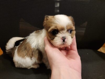 Shih-Tzu Puppies (AKC)