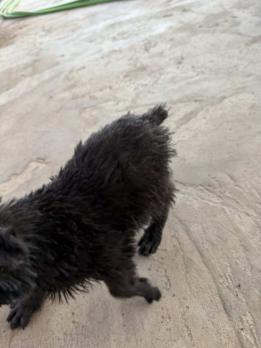 Giant Schnauzer 1 image 5