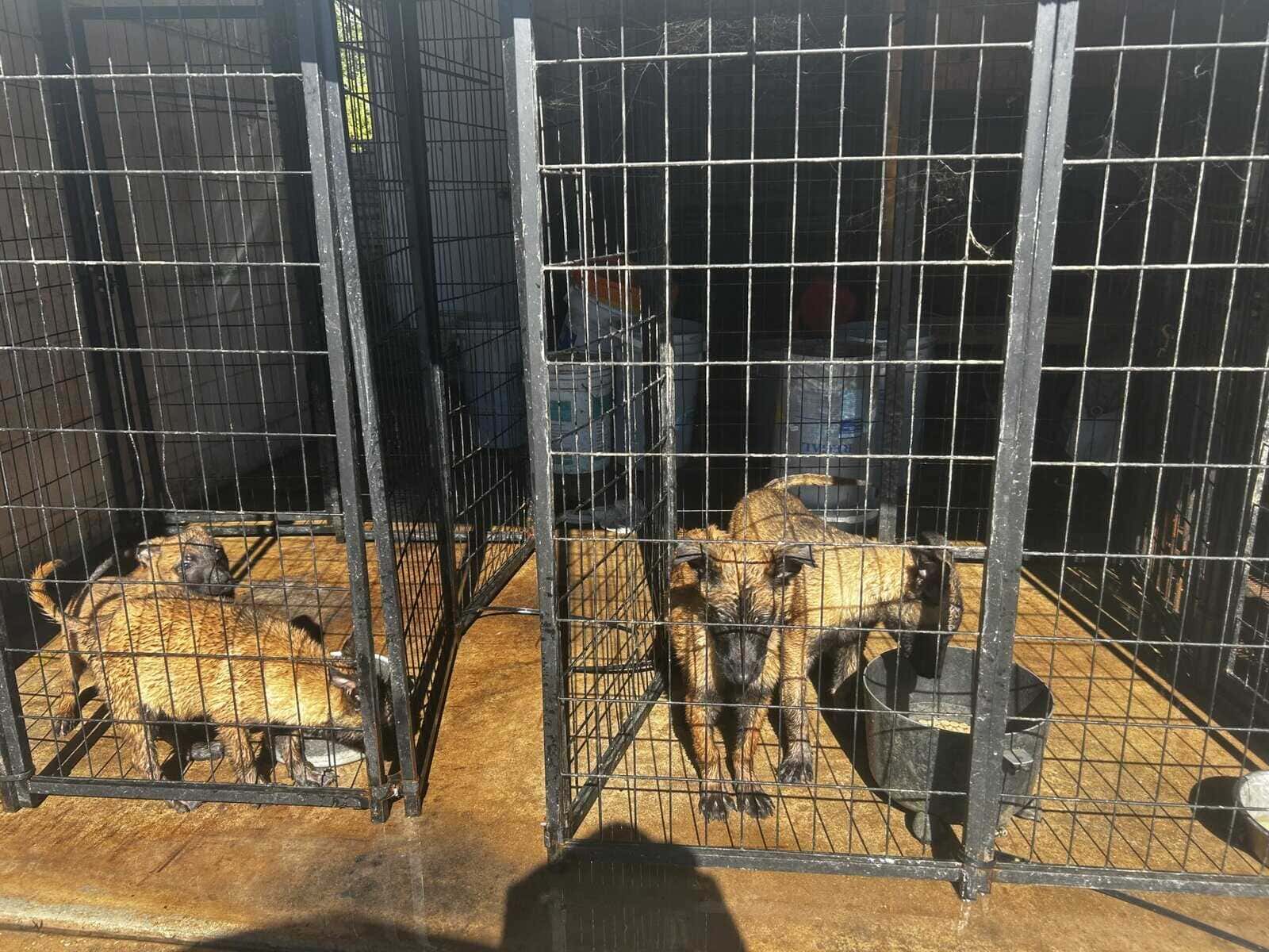 Belgian Malinois puppies image 3